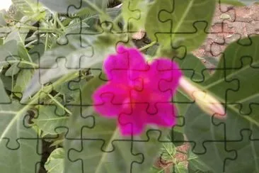 FLOR DE MARAVILLA