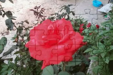 ROSA