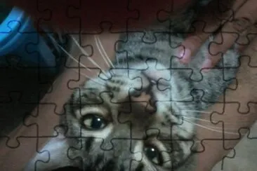 BIGOTES jigsaw puzzle
