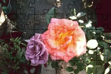 ROSAS