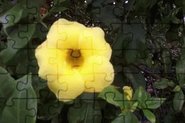 COPA DE ORO jigsaw puzzle