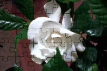 GARDENIAS jigsaw puzzle