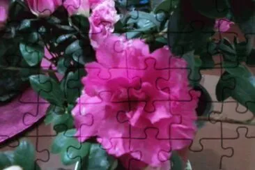 AZALEA jigsaw puzzle