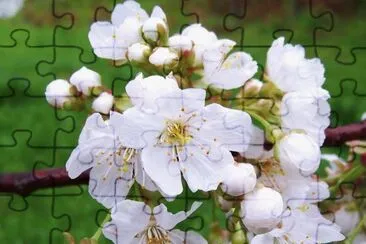 Flor de ciderer