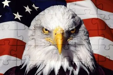 American Eagle Bird jigsaw puzzle