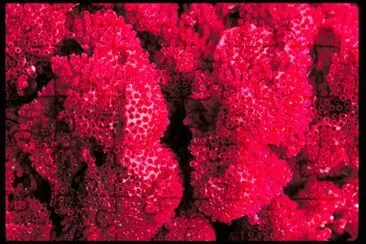 MARSU jigsaw puzzle