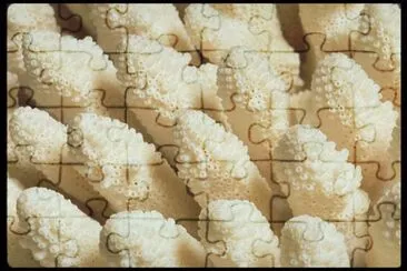 MARSU jigsaw puzzle