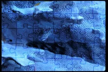 MARSU jigsaw puzzle