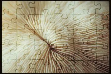 MARSU jigsaw puzzle