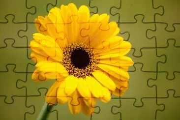 gerbera jigsaw puzzle