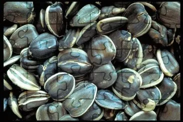MARSU jigsaw puzzle
