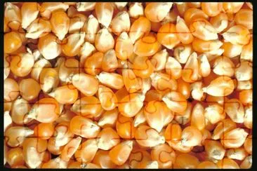 MARSU jigsaw puzzle