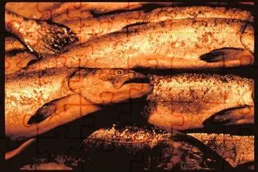 MARSU jigsaw puzzle