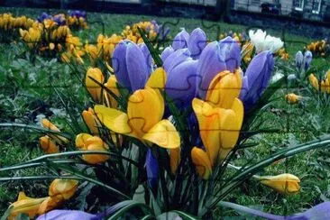 flores jigsaw puzzle