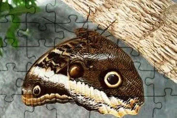 Borboleta Olho de Coruja