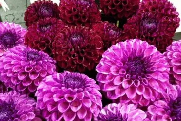 Dahlia 's