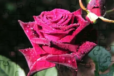 Red Rose
