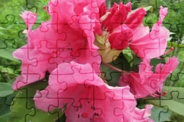 Spring Flower jigsaw puzzle