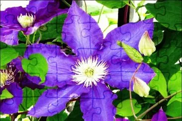 Beautiful Flower jigsaw puzzle