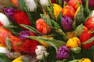Tulipans
