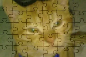 פאזל של cat