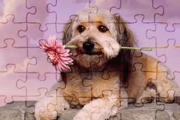 Cão Adestrado