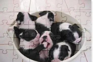 Cachorros