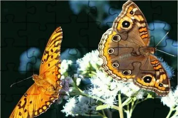 Mariposas jigsaw puzzle