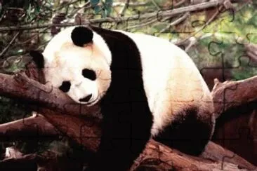 Oso Panda