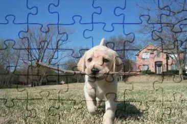 Perro de Campo jigsaw puzzle