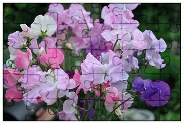 fleurs: pois de senteur