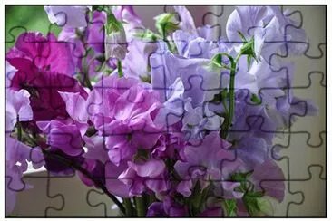 fleurs: pois de senteur
