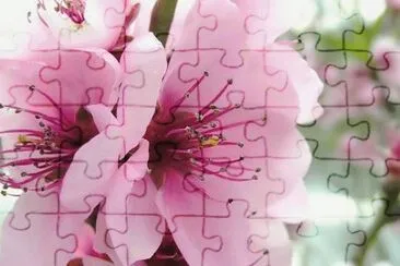 Flor de presseguer