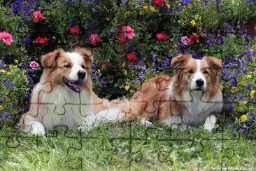 animais jigsaw puzzle