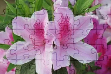 æœéµ‘èŠ± jigsaw puzzle