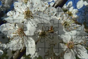 printemps jigsaw puzzle