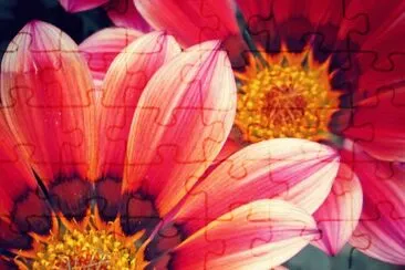 Gazania jigsaw puzzle