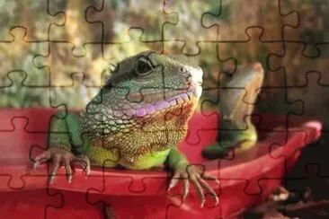 פאזל של MARSU