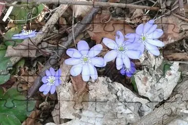 פאזל של Fiori di mantagna
