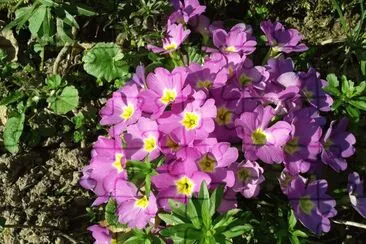 Fiori in montagna jigsaw puzzle