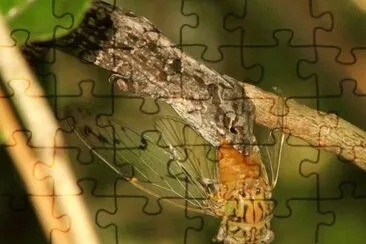 MARSU jigsaw puzzle