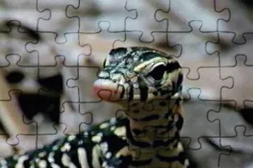 MARSU jigsaw puzzle