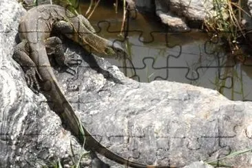 MARSU jigsaw puzzle