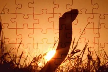 MARSU jigsaw puzzle