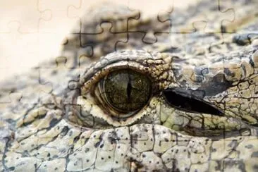 MARSU jigsaw puzzle