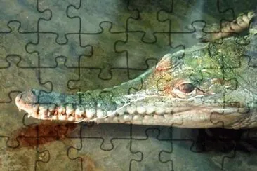 MARSU jigsaw puzzle