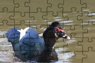 Pato Selvagem
