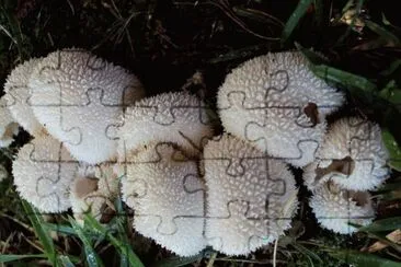 Lycoperdon Curtisii jigsaw puzzle