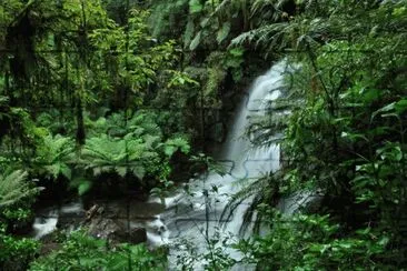 Mata AtlÃ¢ntica-Bahia jigsaw puzzle