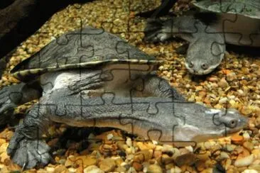 MARSU jigsaw puzzle